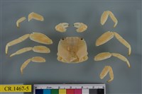 藏品(細紋方蟹)的圖片